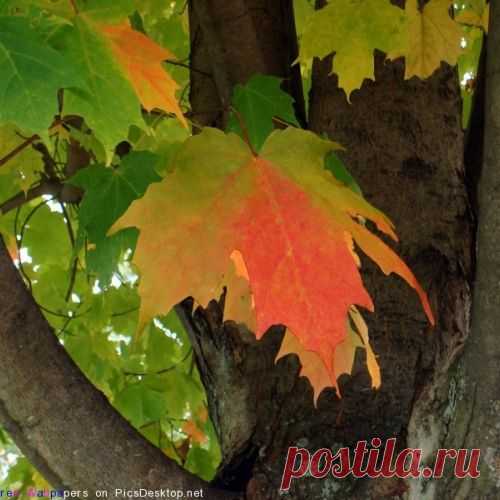 ОБЕРЕГИ НА ДЕРЕВЬЯ, СПИЧКИ, КАРАНДАШИ, ЛИСТЬЯ....