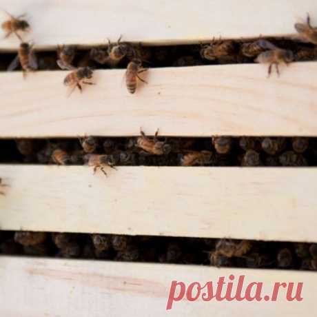 Пчелиная пасека своими руками