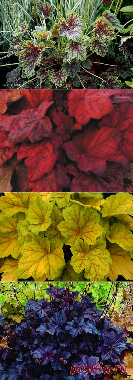 Гейхера | 6 соток