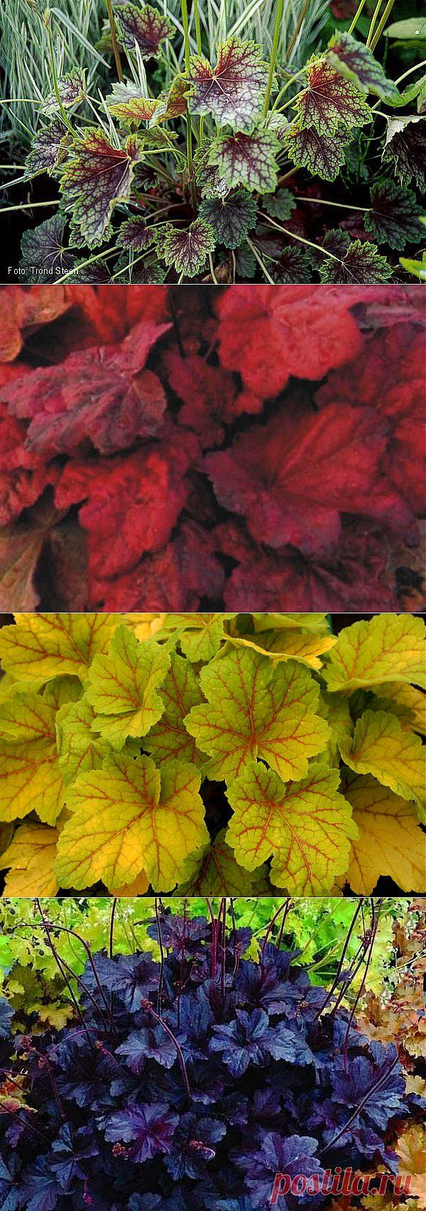 Гейхера | 6 соток