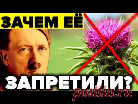 Почему за ней охотились Аненербе и врач Гитлера ? Расторопша – 7 целительных свойств