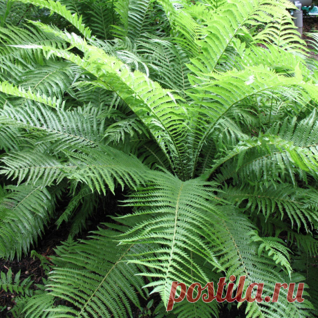 Комнатное растение Дриоптерис (Dryopteris). Распространенный в северных лесах дриоптерис (D.filix-mas) называют орляком (греч. pteron - &quot;крыло&quot;). Его широкие листья поднимаются на высоту до 1 метра. Накопленные в результате фотосинтеза питательные вещества многие папоротники хранят в подземном корневище. У орляка оно уходит вглубь на полметра, поэтому орляк - слишком крупное растение для комнатного содержания. Обычно в культуре выращивают другие виды и гибриды этого рода.