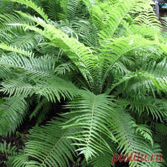 Комнатное растение Дриоптерис (Dryopteris). Распространенный в северных лесах дриоптерис (D.filix-mas) называют орляком (греч. pteron - "крыло"). Его широкие листья поднимаются на высоту до 1 метра. Накопленные в результате фотосинтеза питательные вещества многие папоротники хранят в подземном корневище. У орляка оно уходит вглубь на полметра, поэтому орляк - слишком крупное растение для комнатного содержания. Обычно в культуре выращивают другие виды и гибриды этого рода.