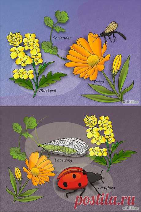 How to Use Plants to Discourage Aphids: 3 Steps (with Pictures)