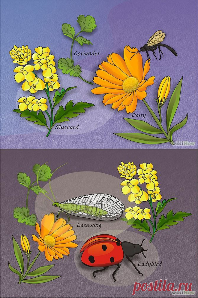 How to Use Plants to Discourage Aphids: 3 Steps (with Pictures)