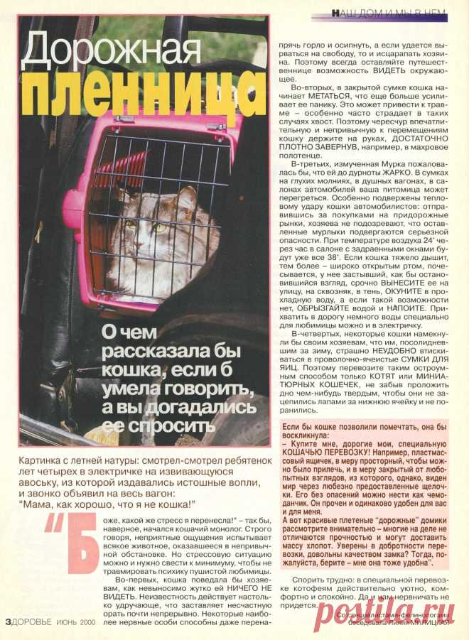 Кошка - дорожная пленница