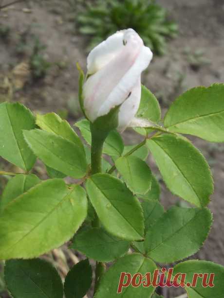 розы