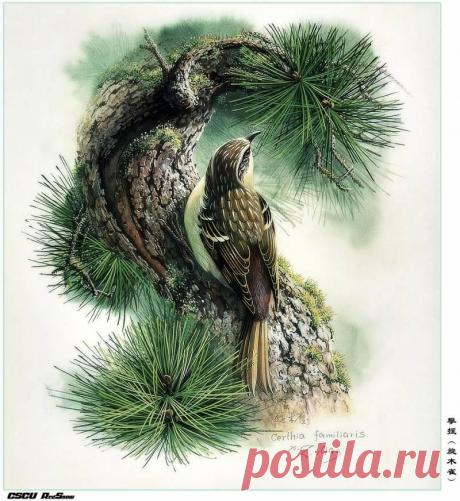 RedSnow CSCU Painting of ZengXiaoLian 04 - Сяо Цзэн Лиан