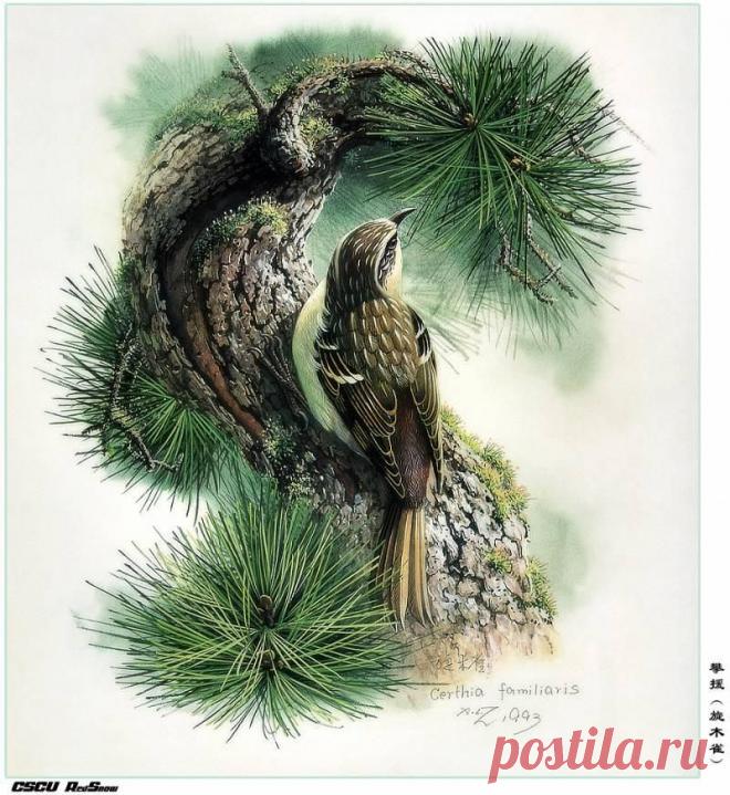 RedSnow CSCU Painting of ZengXiaoLian 04 - Сяо Цзэн Лиан