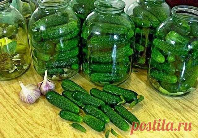 Огурцы 