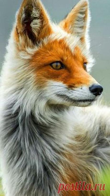 (91) Pinterest