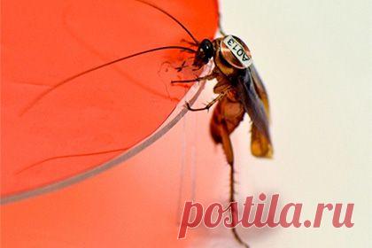 Lenta.ru: Наука и техника: Наука: Воля коллектива для тараканов оказалась важнее личных пристрастий