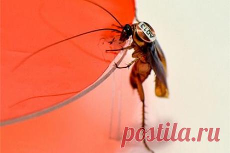 Lenta.ru: Наука и техника: Наука: Воля коллектива для тараканов оказалась важнее личных пристрастий