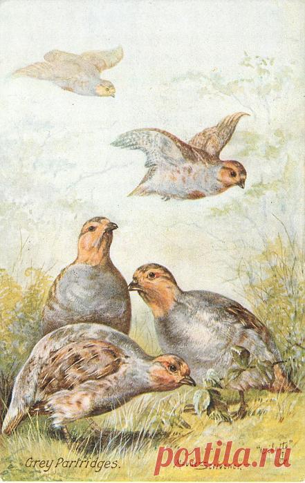 СЕРЫЕ КУРОПАТКИ - Открытки TuckDB