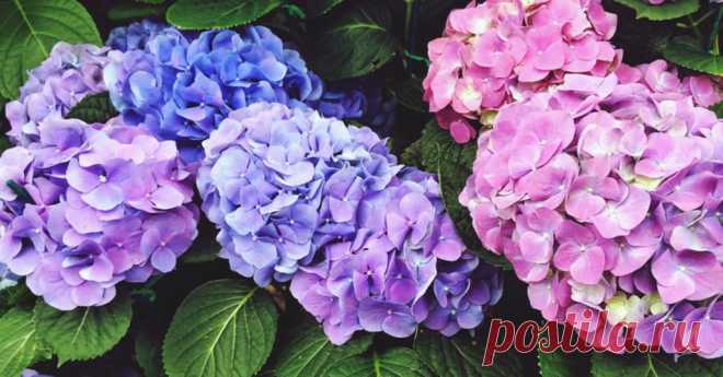 C'est le moment de bouturer les hortensias: simplissime! - Femmes d'Aujourd'hui L'hortensia est une des plantes les plus faciles à bouturer, ç-à-d. a multiplier à partir d'un fragment. Comme …