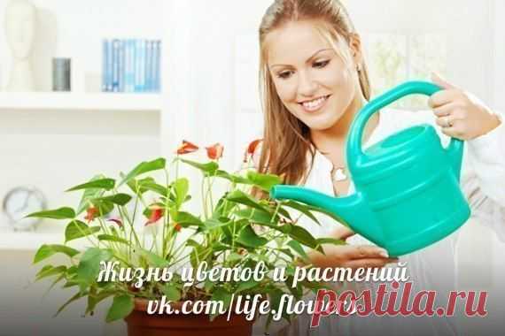 вода для полива