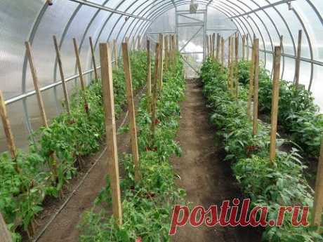 ЕЩЕ РАЗ О БОРНОМ ОПРЫСКИВАНИИ. Ольга Чернова.