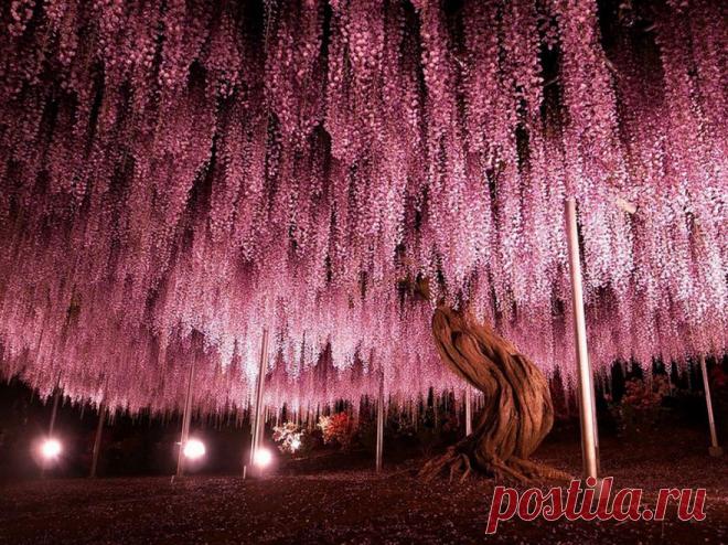 16 самых красивых деревьев мира. Просто не верится, что они растут на нашей планете!