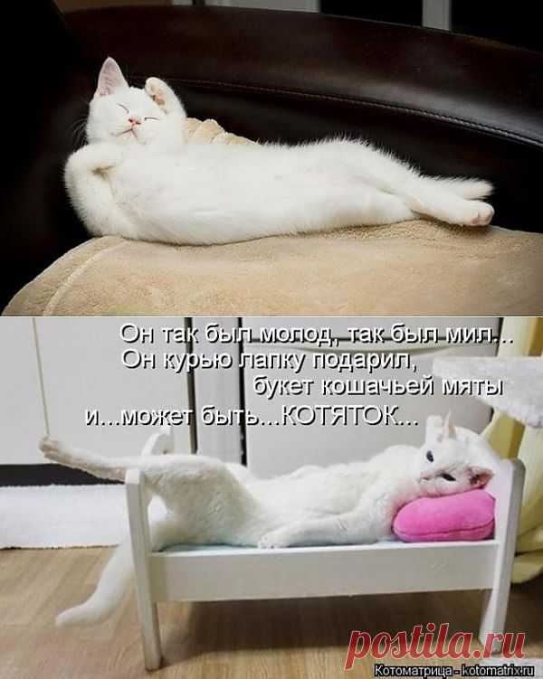 Ах, какая женщина... | Kote.Rjaka.com