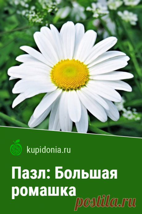 Пазл: Большая ромашка. Красивый пазл онлайн с большой ромашкой из серии «Цветы России». Собирайте пазлы на сайте! Это отличная тренировка для мозга.