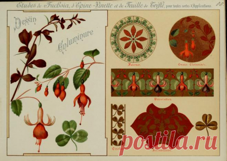Fleurs d'après nature et fleurs ornementales : études de fleurs et feulliages avec diverses interprétations applicables à l'enluminure et à la décoration : Guillot, Ernest : Free Download, Borrow, and Streaming : Internet Archive