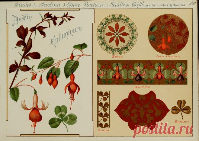 Fleurs d'après nature et fleurs ornementales : études de fleurs et feulliages avec diverses interprétations applicables à l'enluminure et à la décoration : Guillot, Ernest : Free Download, Borrow, and Streaming : Internet Archive