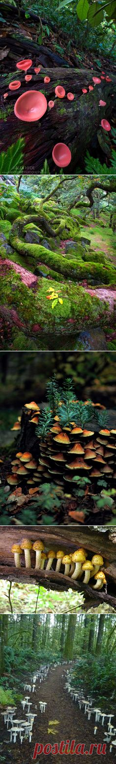 (1194) **Mother Nature's way of feeding her forests. Mushrooms, moss and and old log work so well together. Amazon rainforest ~ Cup fungus on log, Manu …