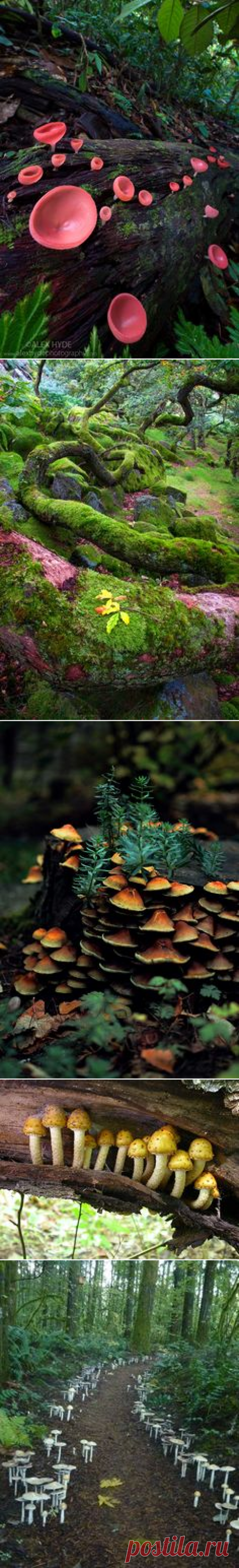 (1194) **Mother Nature's way of feeding her forests. Mushrooms, moss and and old log work so well together. Amazon rainforest ~ Cup fungus on log, Manu …