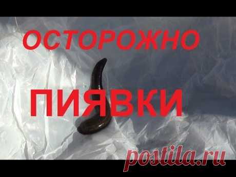 Осторожно ПИЯВКИ! Наблюдаем за природой