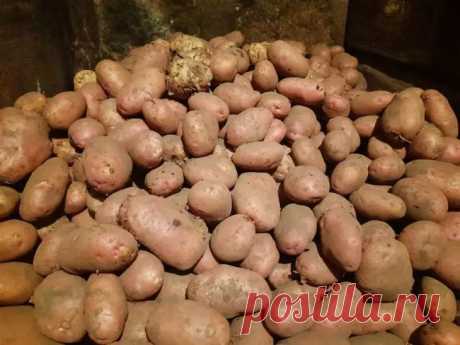 Дают большие урожаи, устойчивы к болезням, отменный вкус. Названы лучшие сорта картофеля. Они отличаются изобильными урожаями, устойчивостью к болезням и превосходными вкусовыми качествами.