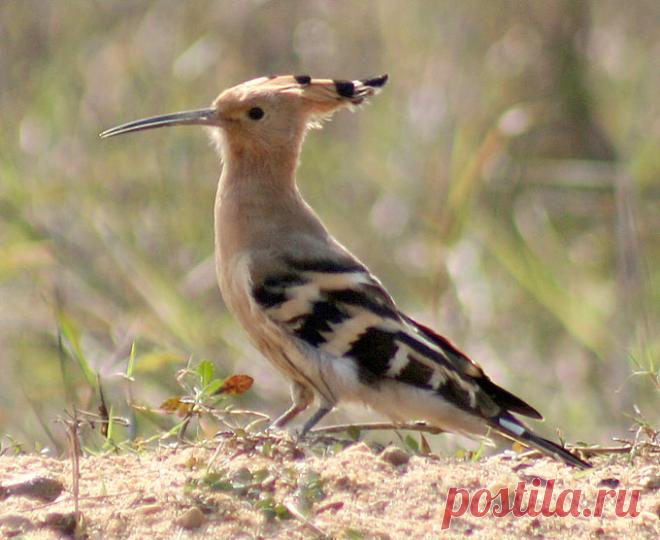 Самые смешные названия птиц: фото и описание