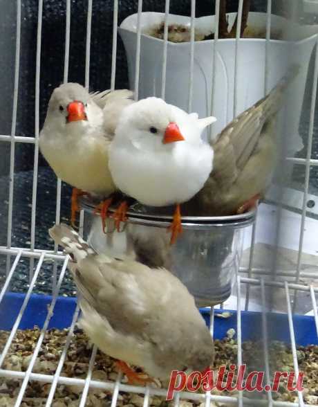 амадины