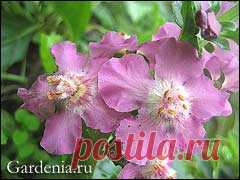 МНОГОЛЕТНИКИ В САДУ