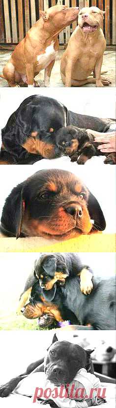 Rotts, Pitts & Mastiffs