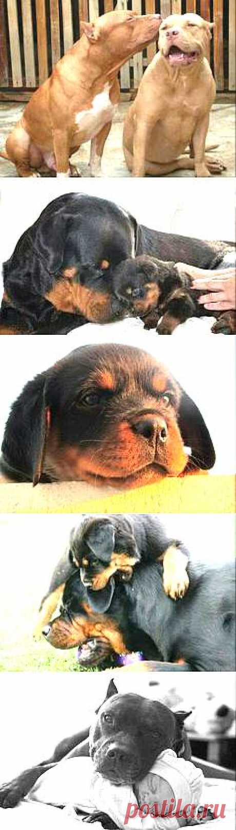 Rotts, Pitts &amp; Mastiffs