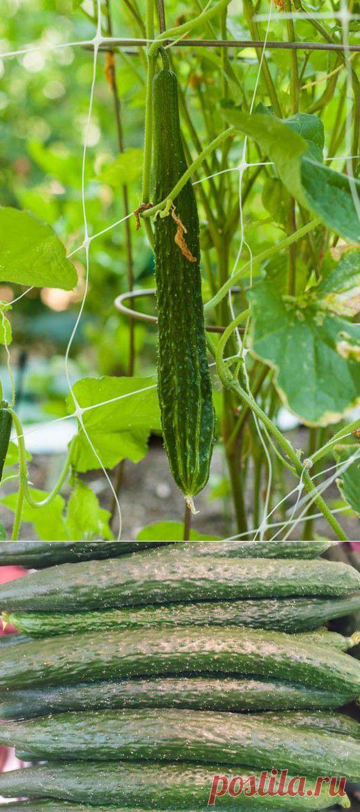 Китайский огурец | Дачный участок