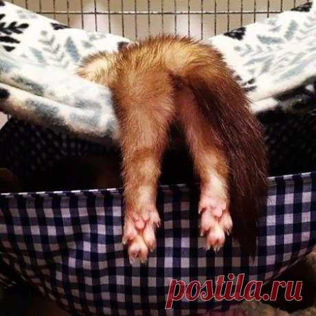 Наглость - второе счастье / Питомцы