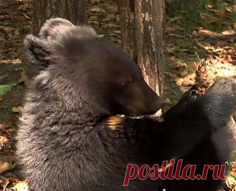 Мишка и шишка | На краю земли
Медведь, как известно, зверь всеядный и большая часть его рациона составляет пища растительная, очень мёд любит, а кто его не любит, ягоды, корешки всякие и орехи, судя по видео, шишка попалась необыкновенно вкусная.