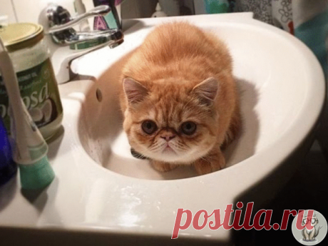 Почти все коты и кошки панически боятся купания и одна из причин этому – скользкая поверхность ванной или миски, на которой животное чувствует себя неуверенно из-за разъезжающихся в разные стороны лап. Но достаточно постелить на дно полотенце, чтобы питомец спокойно и уверенно выдержал все водные процедуры, а владелец при этом остался неисцарапанным. Еще один вариант – купание в раковине, поскольку большие объемы ванной могут пугать животное и оно попытается как можно скор...