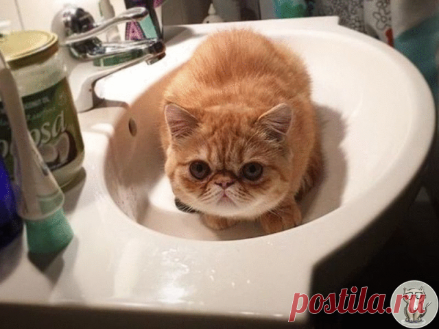 Почти все коты и кошки панически боятся купания и одна из причин этому – скользкая поверхность ванной или миски, на которой животное чувствует себя неуверенно из-за разъезжающихся в разные стороны лап. Но достаточно постелить на дно полотенце, чтобы питомец спокойно и уверенно выдержал все водные процедуры, а владелец при этом остался неисцарапанным. Еще один вариант – купание в раковине, поскольку большие объемы ванной могут пугать животное и оно попытается как можно скор...