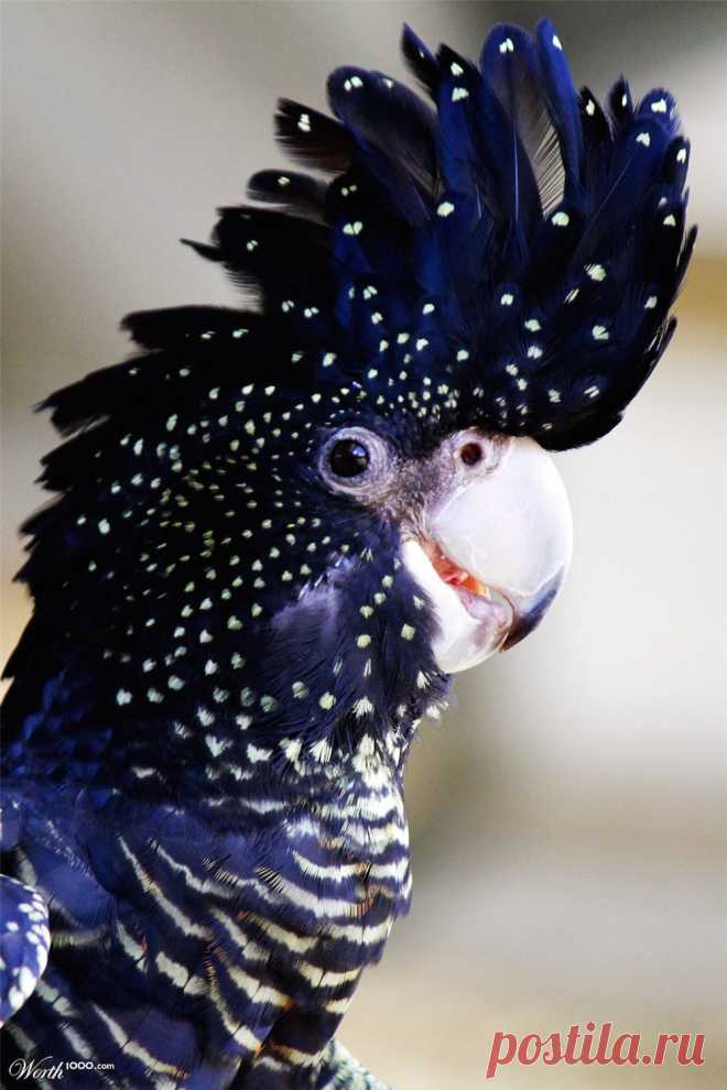 16 Das mais lindas e surpreendentes fotos de animais que você verá