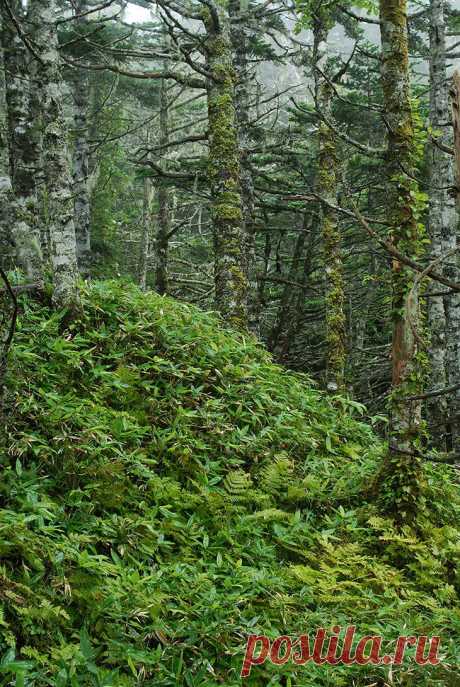 Репортаж Вадима Водяницкого с острова Кунашир (Курилы)