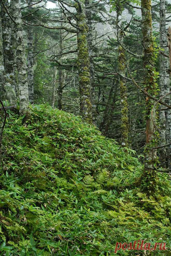 Репортаж Вадима Водяницкого с острова Кунашир (Курилы)