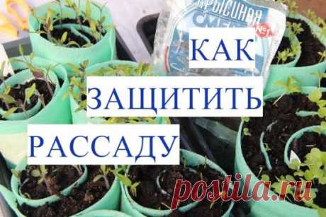 Кто Съел мою Рассаду? Как Защитить Рассаду.
https://www.youtube.com/watch?v=uKNFTzvyidE&index=158&list=PLqCZWqsWs4QLhdGQ96xOLzYo2WDcwr7Z_
Выращивание рассады процесс очень увлекательный. Но бывает случаются неприятности, и нашу рассаду начинает что-то есть. Как же защитить рассаду? Сегодня речь пойдет именно об этом. И не важно в чем наша рассада: улитки, самокрутки, рулоны. 
******** 
Рассада в улитке - это способ посадки рассады ,который для меня остается на первом месте. Я улиткой очень довол