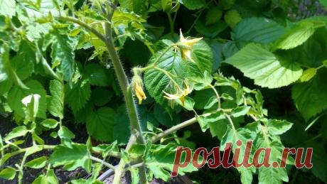 Брат рассказал, как в Словакии сажают томаты: повторил, очень удобно и сэкономило мне кучу времени | Твоя Дача | Яндекс Дзен