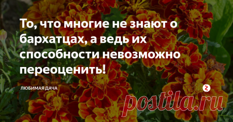 То, что многие не знают о бархатцах, а ведь их способности невозможно переоценить!