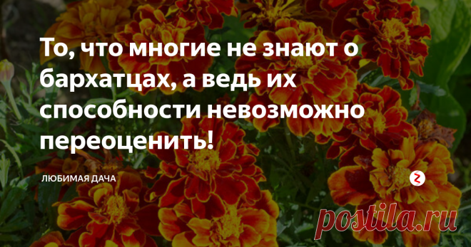 То, что многие не знают о бархатцах, а ведь их способности невозможно переоценить!