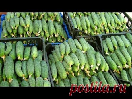 БОЛЬШОЙ УРОЖАЙ ОГУРЦОВ И ДВА ПРОСТЫХ ПРАВИЛА ДЛЯ ЭТОГО!