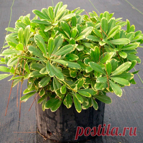Комнатное растение Смолосемянник (Pittosporum). И русское и латинское названия растения намекают на смолистую поверхность его семян (греч. pitta - &quot;смола&quot;). В культуре смолосемянник - небольшое деревце с блестящими кожистыми листьями. Хорошо переносит слабое освещение, поэтому используется для озеленения темных углов холлов и зимних садов. Цветки появляются только при избытке света. Растению необходима прохладная зимовка. С 1840 г. в Европе культивируют смолосемянник тобира (P.tobira).