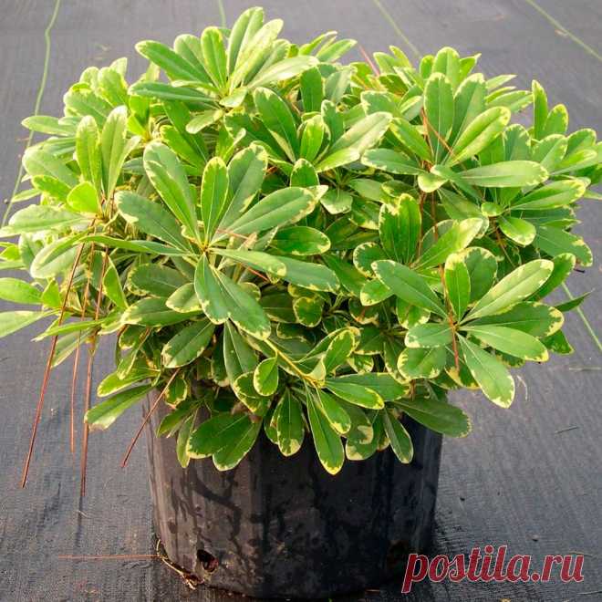 Комнатное растение Смолосемянник (Pittosporum). И русское и латинское названия растения намекают на смолистую поверхность его семян (греч. pitta - "смола"). В культуре смолосемянник - небольшое деревце с блестящими кожистыми листьями. Хорошо переносит слабое освещение, поэтому используется для озеленения темных углов холлов и зимних садов. Цветки появляются только при избытке света. Растению необходима прохладная зимовка. С 1840 г. в Европе культивируют смолосемянник тобира (P.tobira).